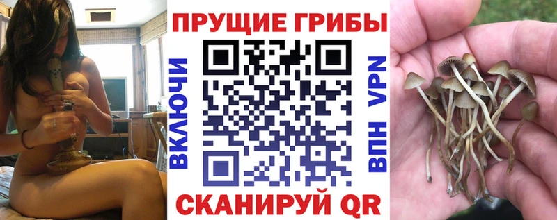 Галлюциногенные грибы Psilocybe  Чудово 